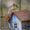 CHIPMUNKS
