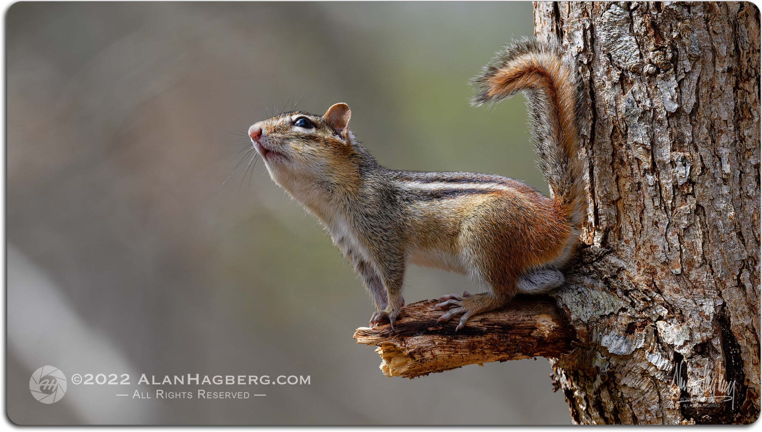 chipmunk